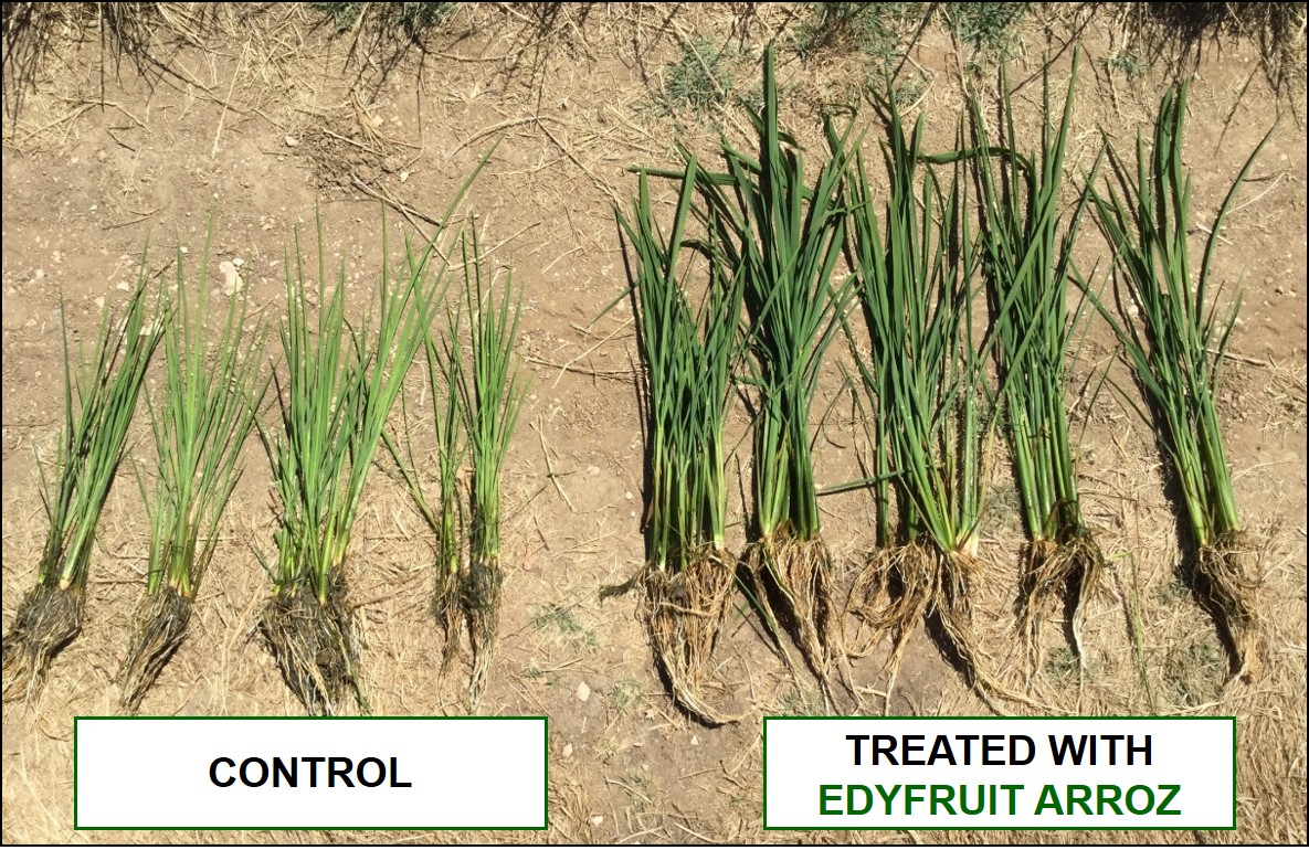 Comparation of rice plants treated with EDYFRUIT ARROZ and Control